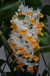 Den. Densiflorum (Orchideen Garten  ) (2)
